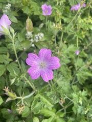 Geranium × oxonianum