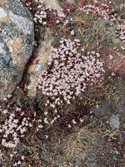 Sedum anglicum