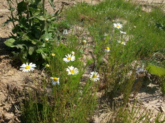 Tripleurospermum inodorum