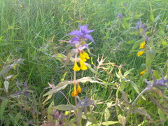 Melampyrum nemorosum