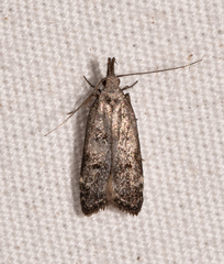 Dichomeris inversella