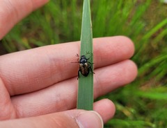 Phyllopertha diversa