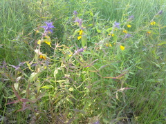 Melampyrum nemorosum