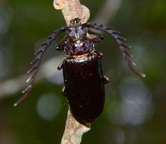 Closterus denticollis