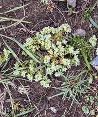 Scleranthus perennis