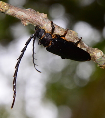 Closterus denticollis