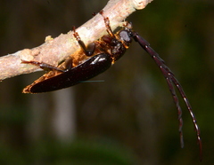 Closterus denticollis