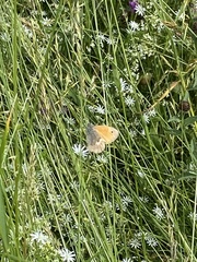 Coenonympha pamphilus