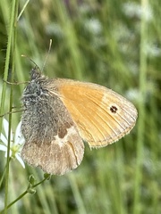 Coenonympha pamphilus