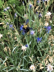 Xylocopa appendiculata appendiculata