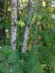 Sorbus aucuparia