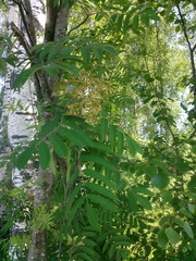Sorbus aucuparia