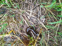 Hirudo medicinalis