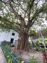 Ficus benghalensis