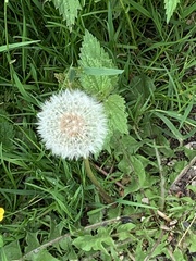 Taraxacum