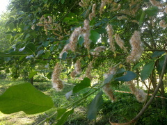 Salix caprea