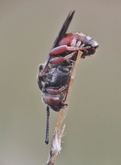 Pasites maculatus