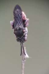 Pasites maculatus