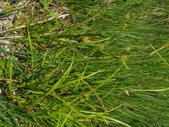 Carex flava
