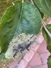 Yponomeuta malinellus