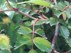 Rosa subcanina
