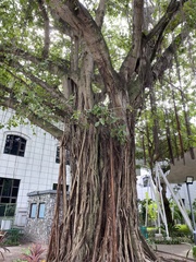 Ficus benghalensis