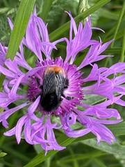 Bombus lapidarius