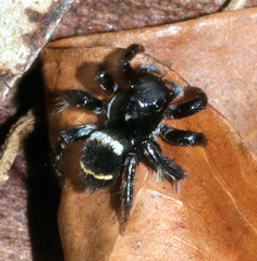 Saitis virgatus