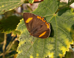 Heliophorus