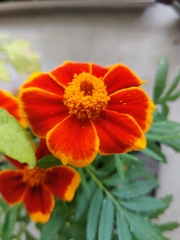 Tagetes lunulata