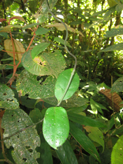 Mesechites acuminatus