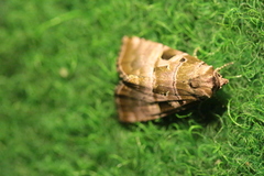 Eucarta amethystina