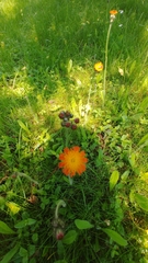 Pilosella aurantiaca