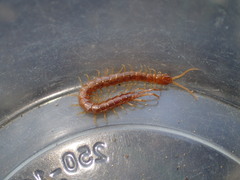 Scolopocryptops gracilis