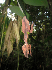 Psychocampa camarinus