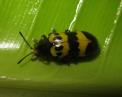 Arescus labiatus