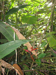 Heliconia spathocircinata