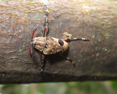 Priscilla hypsiomoides