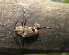 Priscilla hypsiomoides