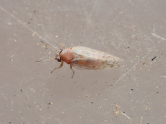 Acizzia acaciaebaileyanae