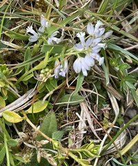 Polygala amarella