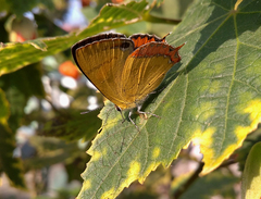 Heliophorus