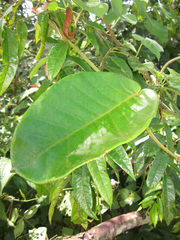 Prestonia trifida