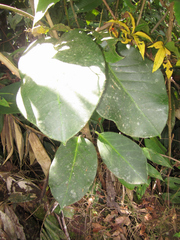 Prestonia trifida