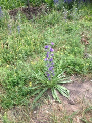 Echium vulgare