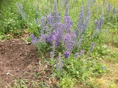 Echium vulgare