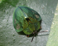 Stolas discoides