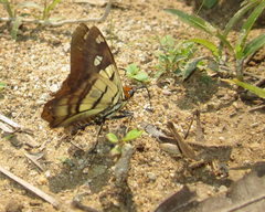 Myscelus phoronis