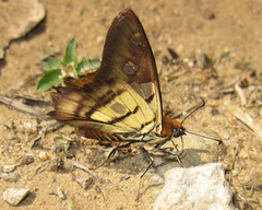 Myscelus phoronis