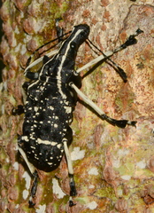 Tophoderes frenatus
